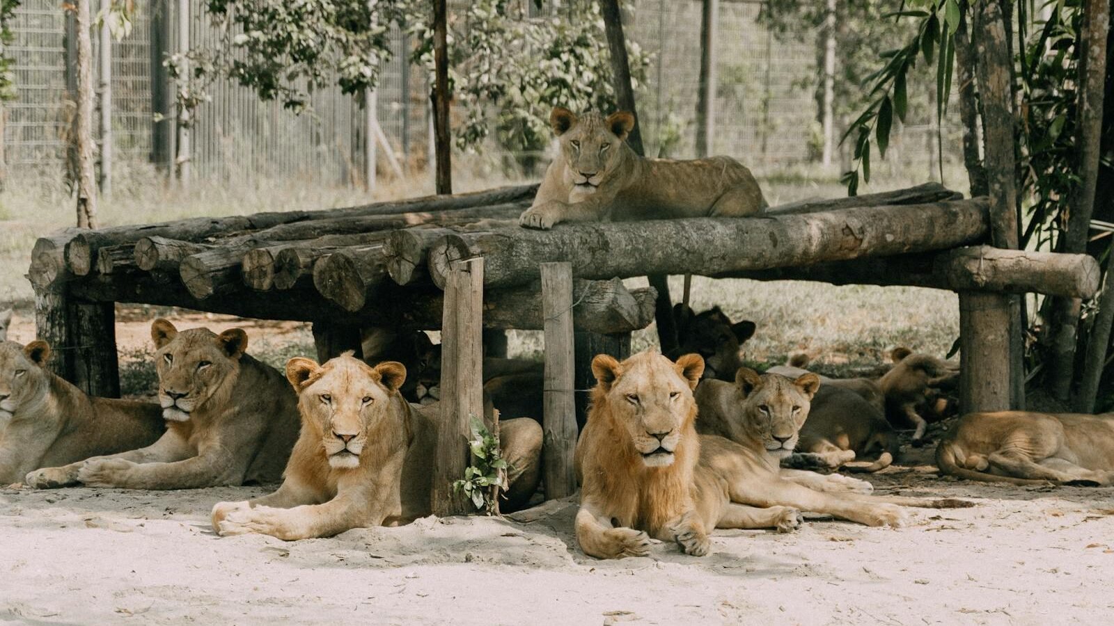 A group of lions resting under and around a wooden shelter in a controlled environment.