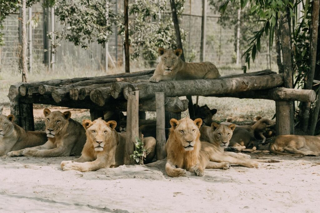 migration: A group of lions relaxing in a shaded area at a zoo enclosure.