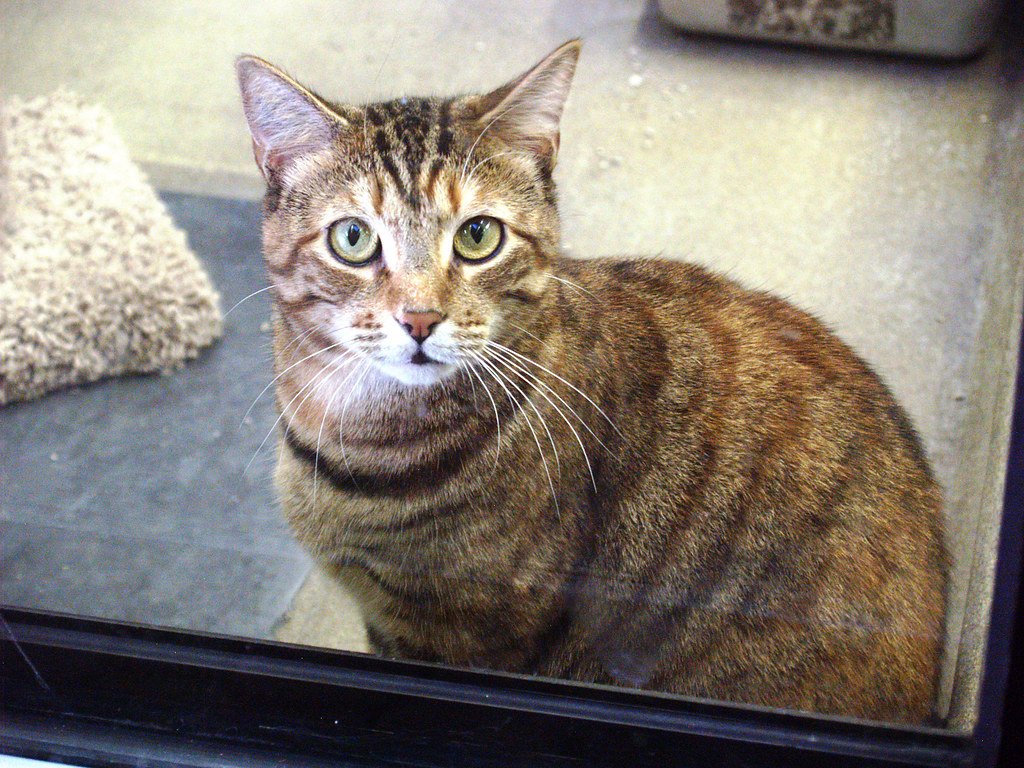 Domestic Cat 09-04-2007 1 brown cat