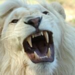 Cats eyes: Close-up of a roaring white lion showing sharp teeth, captured in a wildlife setting.