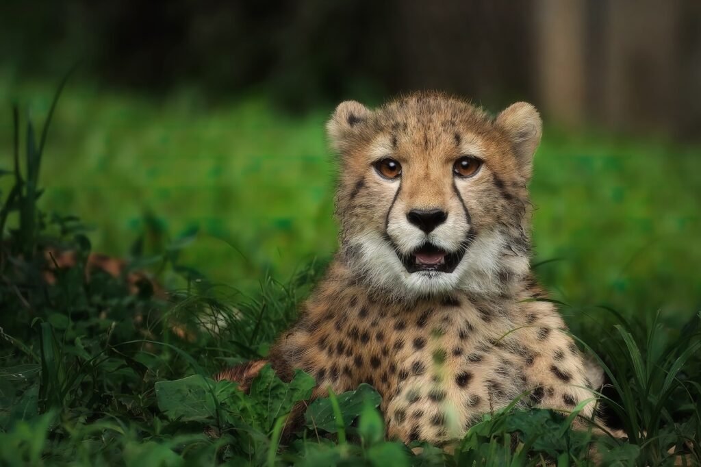 cheetah, feline, spots, wildlife, wildcat, africa, cheetah, cheetah, cheetah, cheetah, cheetah