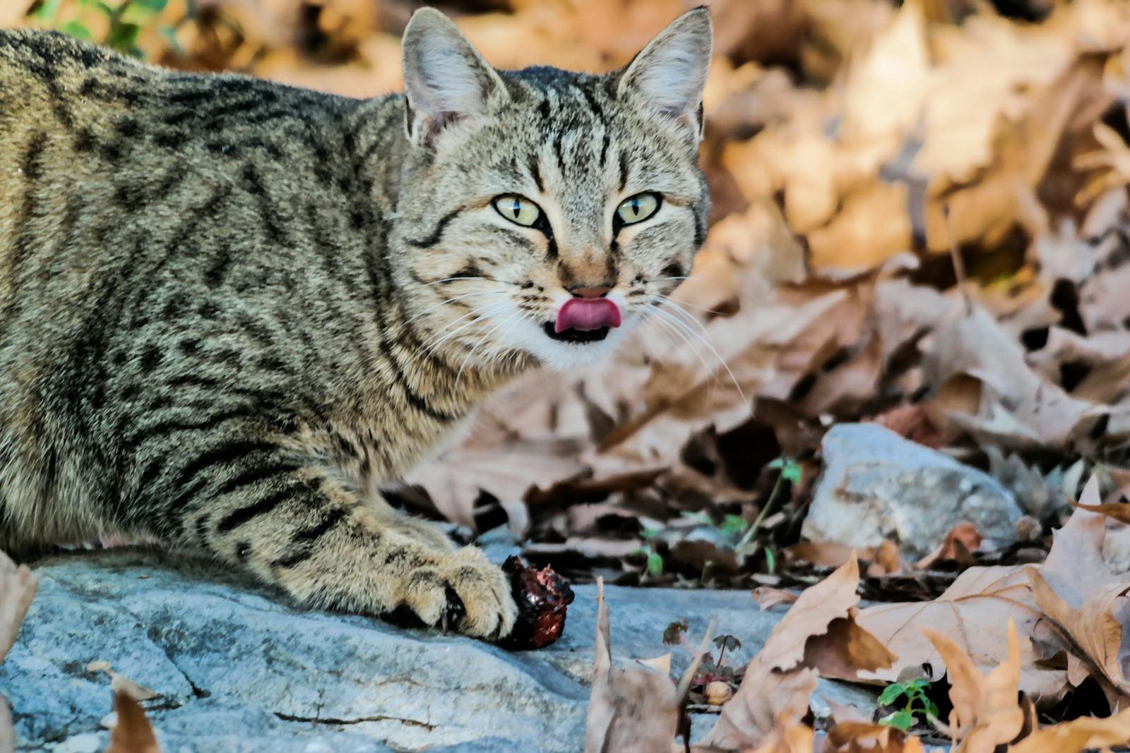 Photo by revac film's&photography Feral cat: A tabby cat licking its lips, surrounded by fallen autumn leaves outdoors.