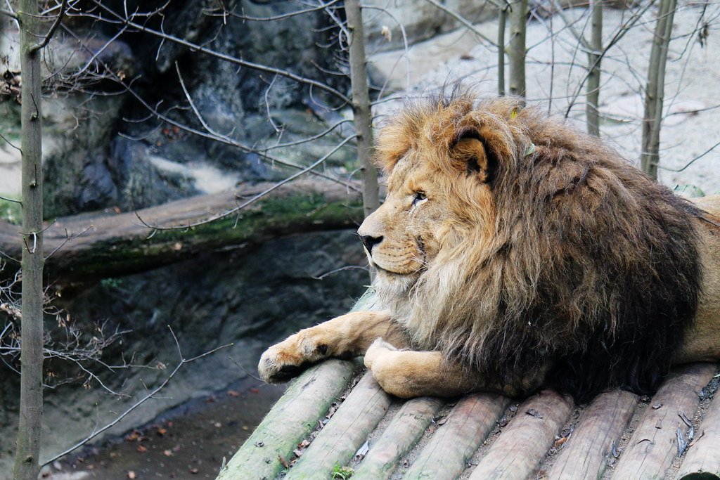 Zoos: Lion