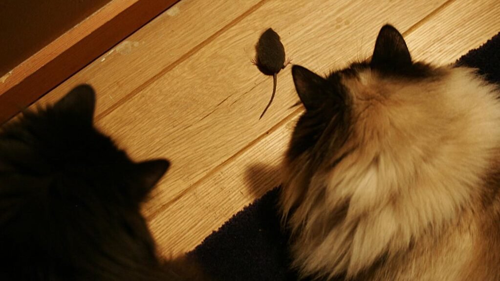 Two cats intently watching a small mouse on a wooden floor.