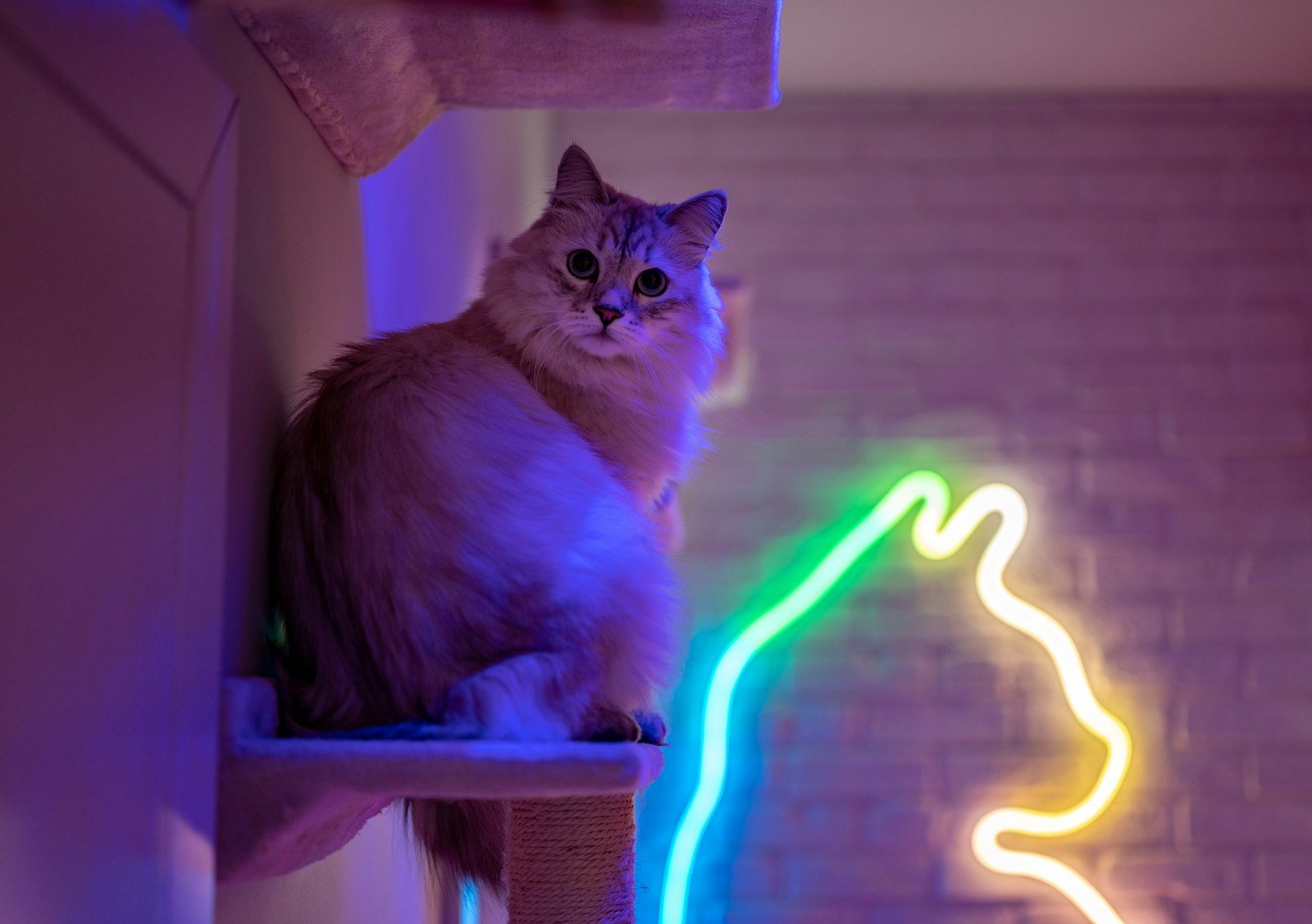 Photo by Piotr Musioł Cat warmth: a cat sitting on top of a cat tree next to a neon sign