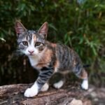 feral cat:black and brown coated cat walking on brown wooden bark