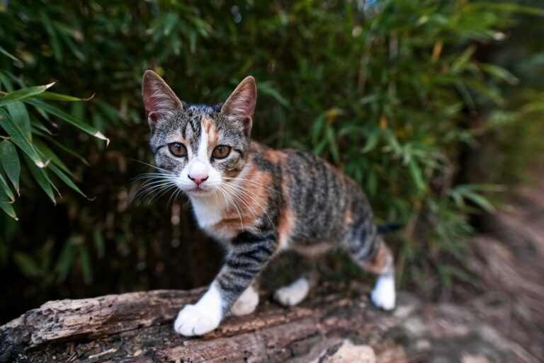 feral cat:black and brown coated cat walking on brown wooden bark