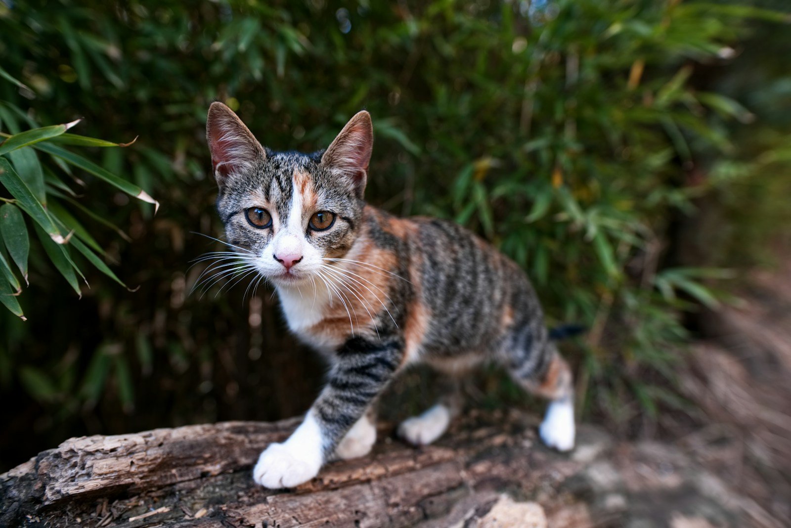 feral cat:black and brown coated cat walking on brown wooden bark