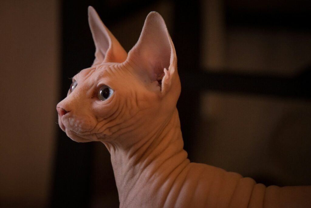 fur pattern: sphynx cat