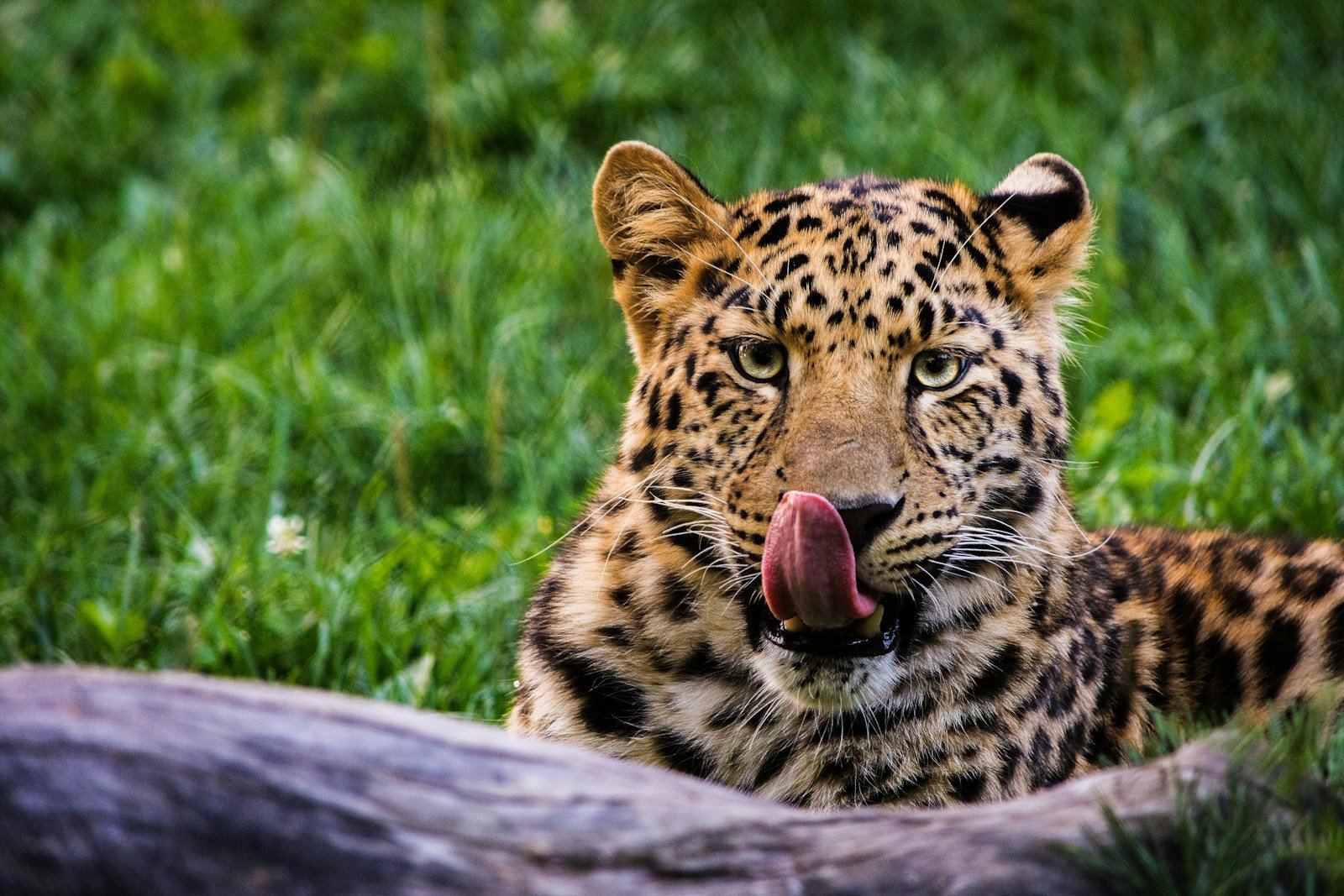 Photo by Alexandre St-Louis Humans: shallow focus photography of leopard