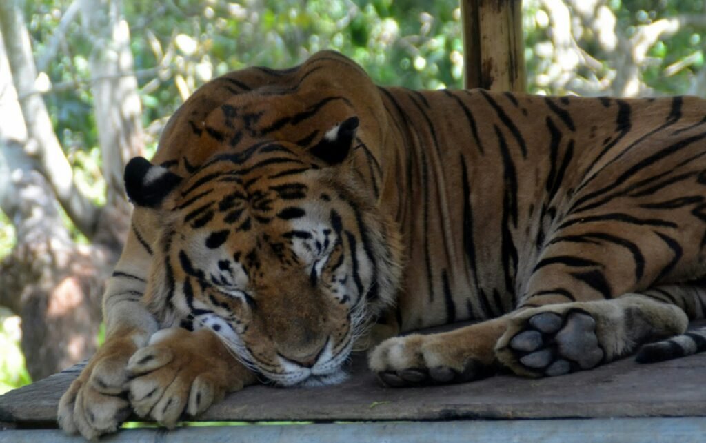 a large tiger laying on top of a wooden platform