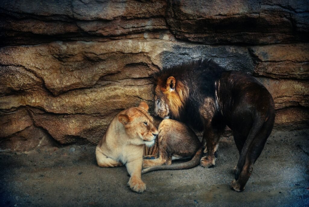 Urban expansion: two lion and lioness near rock formation
