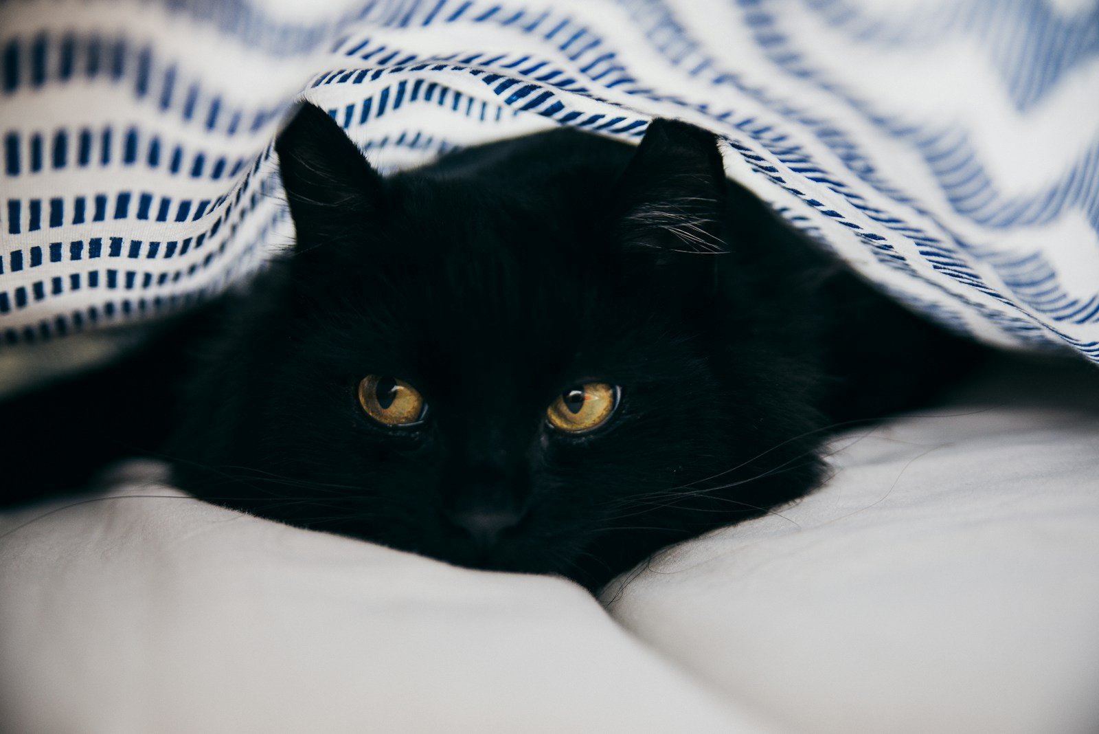 close-up photography of bombay cat in medieval europe