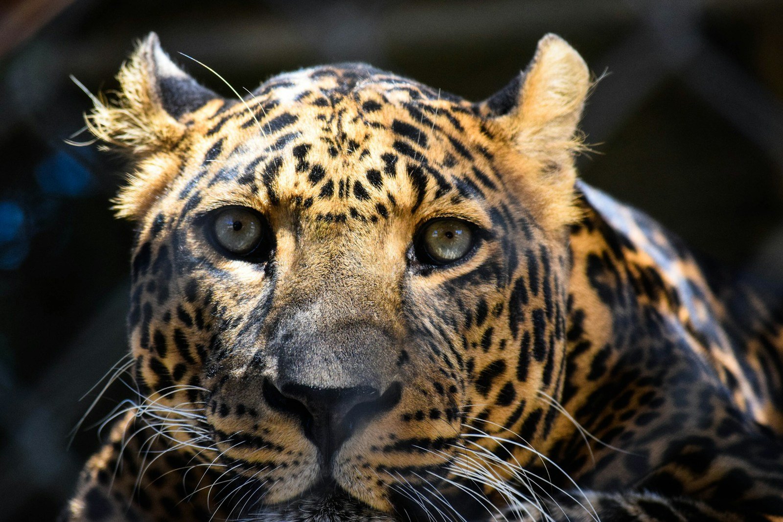 Big cats: brown leopard