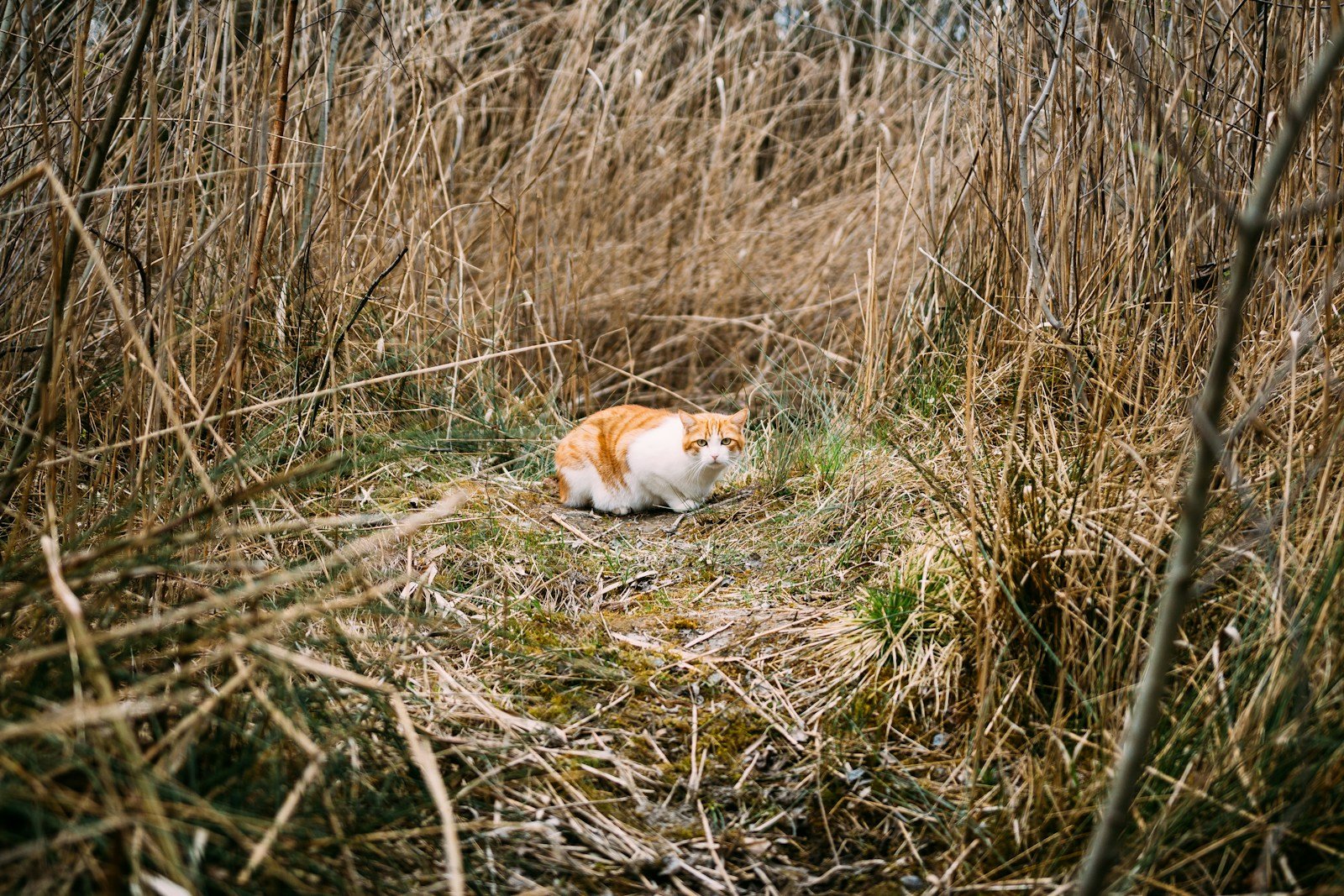 Photo by Oliver Schwendener adult orange tabby cats help humans
