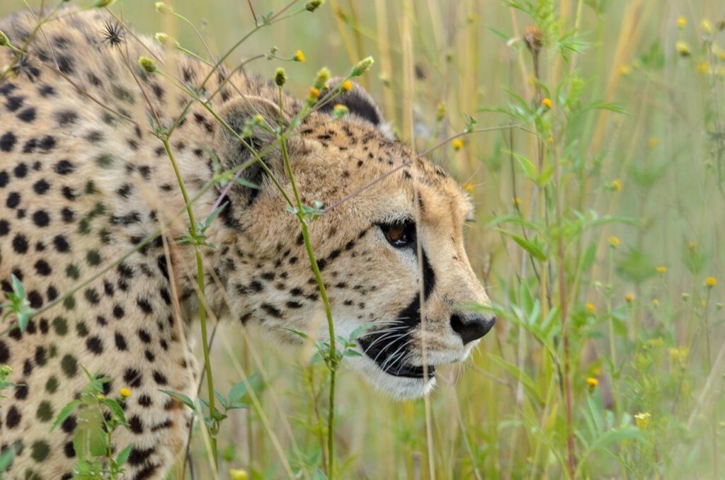 animal, cheetah, mammal, species, fauna, wildlife, bothong rhino lion nature reserve, south africa, cheetah, cheetah, cheetah, cheetah, nature, cheetah