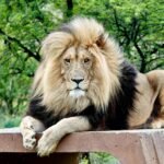 A regal male lion king with a full mane resting outdoors, showcasing wildlife beauty.