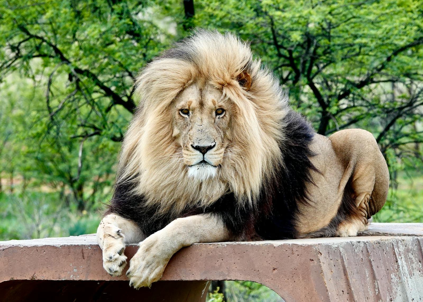 A regal male lion king with a full mane resting outdoors, showcasing wildlife beauty.