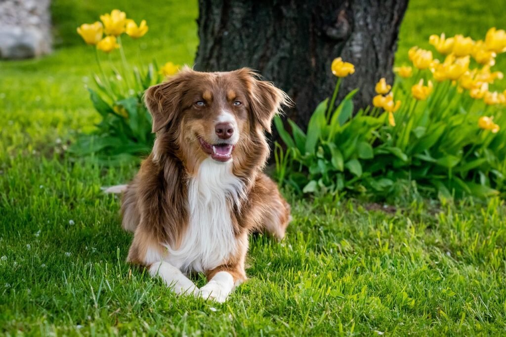 australian shepherd, pet, dog, domestic animal, animal, garden tulips, domestic, mammal, garden, close up, usa, dog breed, lilo, australian shepherd, australian shepherd, nature, australian shepherd, dog, dog, dog, dog, dog