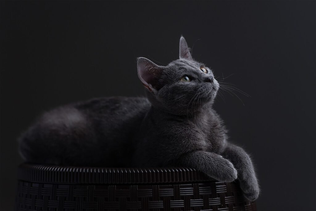 medivals cat