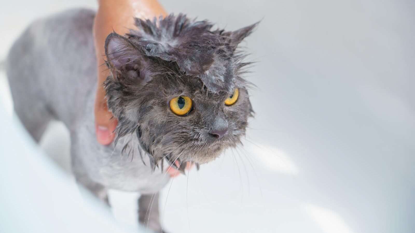 A wet gray cat with wide yellow eyes showing signs of stress, being gently held during a bath, against a white background.