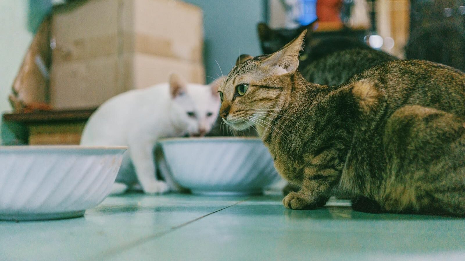 Three domesticated cats in a cozy indoor setting, a tabby cat in the foreground and a white cat in the background near bowls of food, surrounded by home furniture and boxes