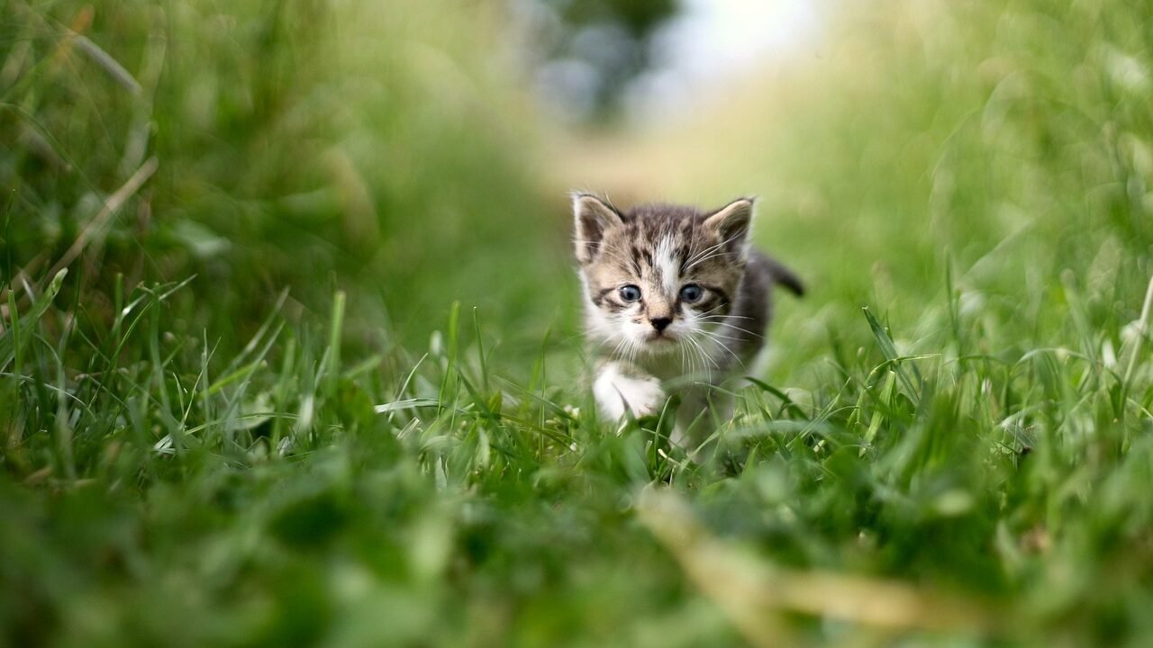 Adorable tabby kitten walking through lush green grass, surrounded by a blurred background of trees and sky
