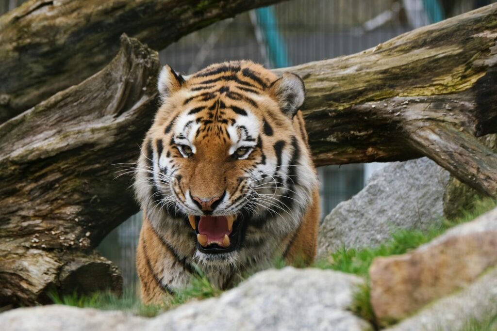 Fierce tiger growling amidst logs and rocks, showcasing its wild beauty.
