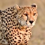 cheetah, predator, africa, animal, safari, pet, cat, big cat, cheetah, cheetah, cheetah, cheetah, cheetah