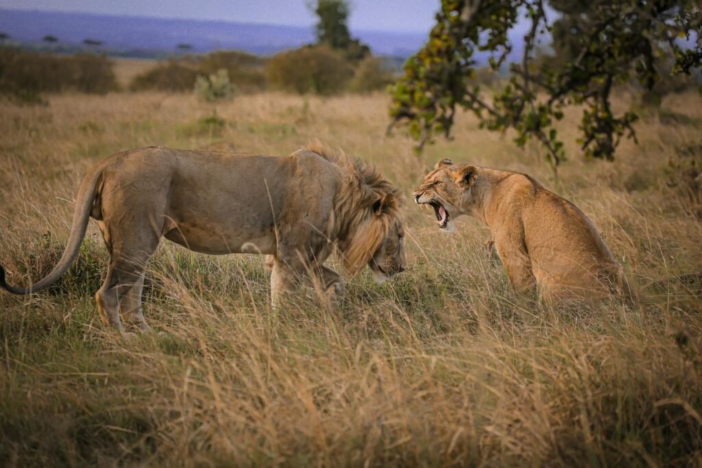 big cat protection: Two lions interact in the savanna of Narok, Kenya at twilight, capturing the essence of wildlife photography.