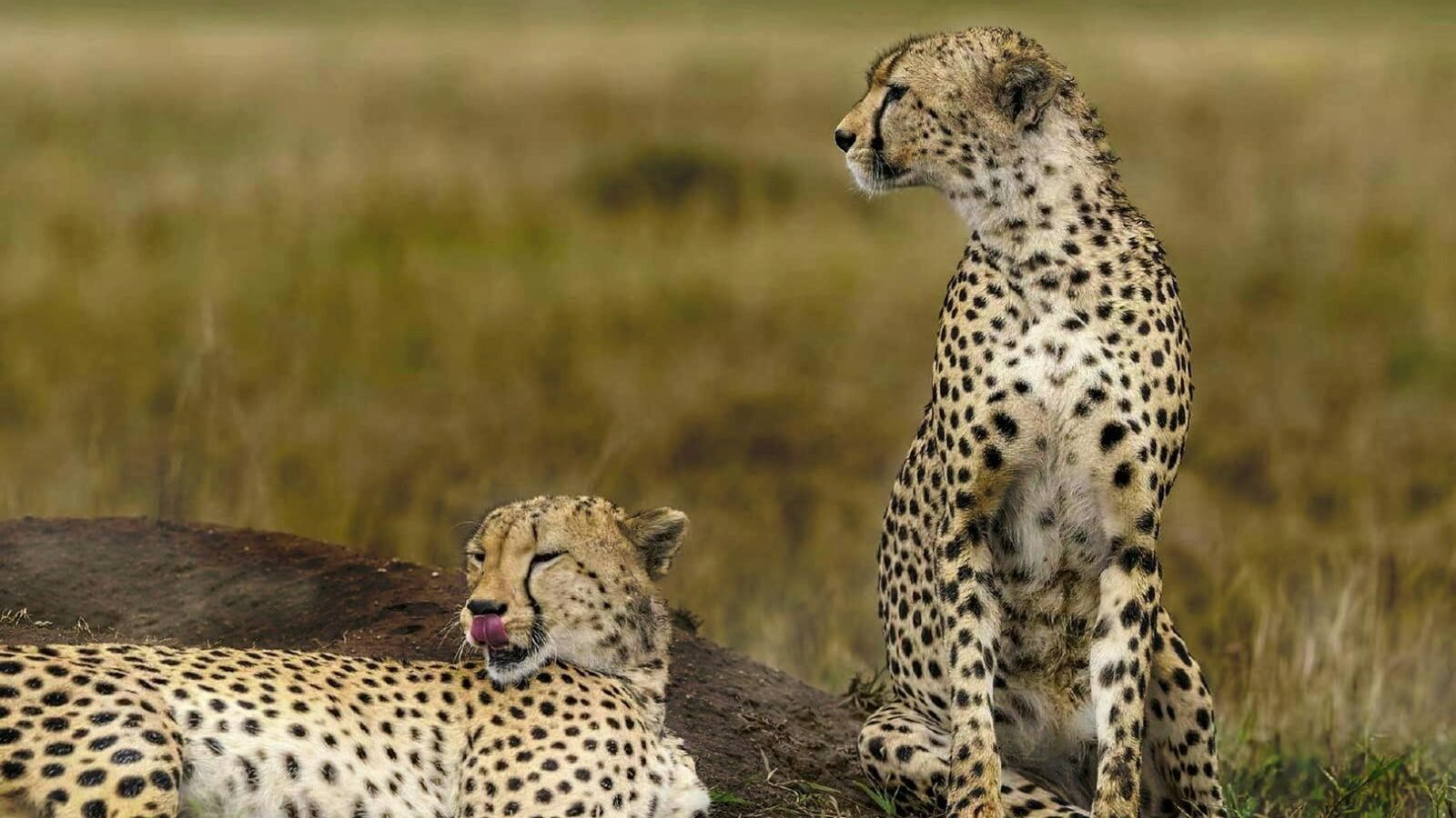 Two cheetahs in a grassy savanna, one lying down and licking its lips while the other sits upright, gazing into the distance. The scene suggests a moment of rest in the wild.