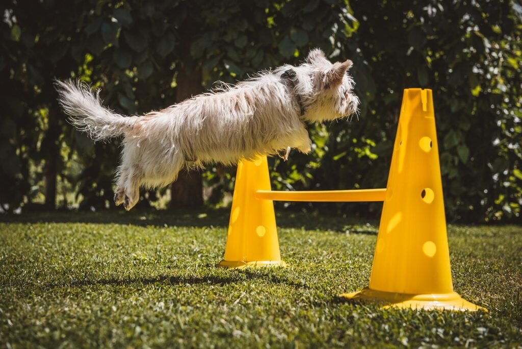 dog, small, white, leap, obstacle, hurdle, dog training, dog training, dog training, dog training, dog training, pet, animal, dog training