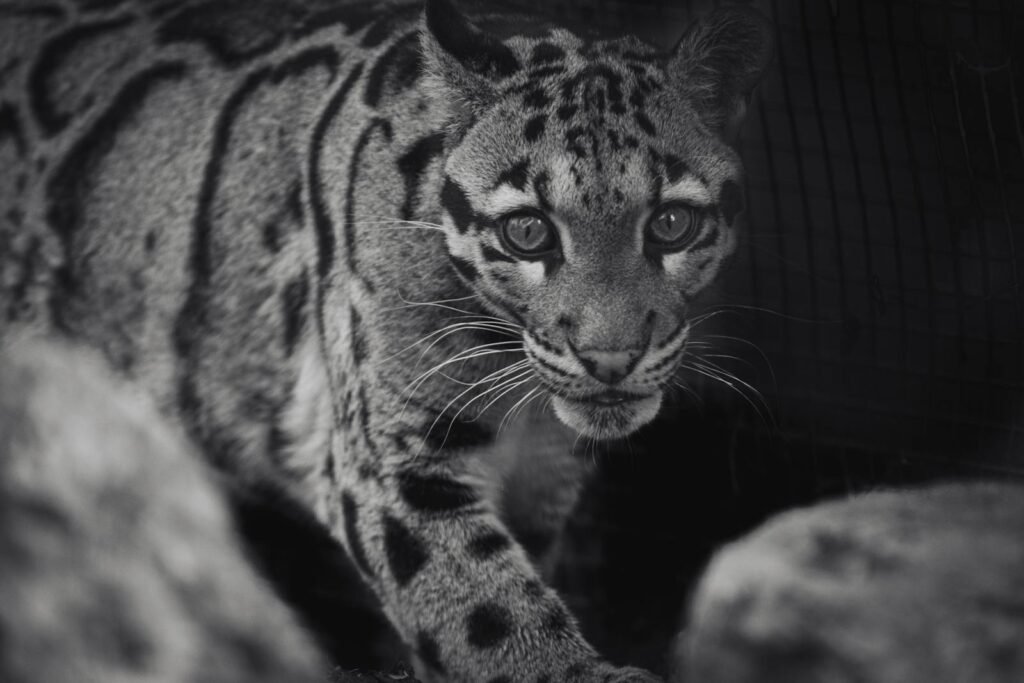 Black and white image of a clouded leopard gazing directly at the camera, showcasing its stunning coat pattern.