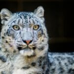 mountain climate: Detailed portrait of a snow leopard showcasing fur texture and piercing eyes, captured in Omaha Zoo.