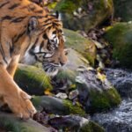 Tiger's coat pattern