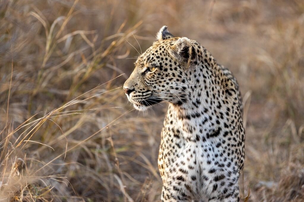 africa, safari, wilderness, leopard, fur, mammal, hunter, species, fauna, leopard, leopard, leopard, leopard, leopard