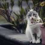 Cat photography