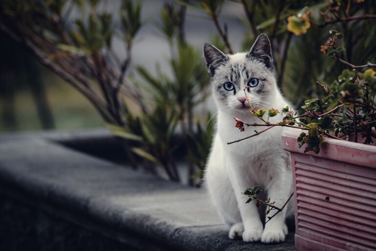 Cat photography
