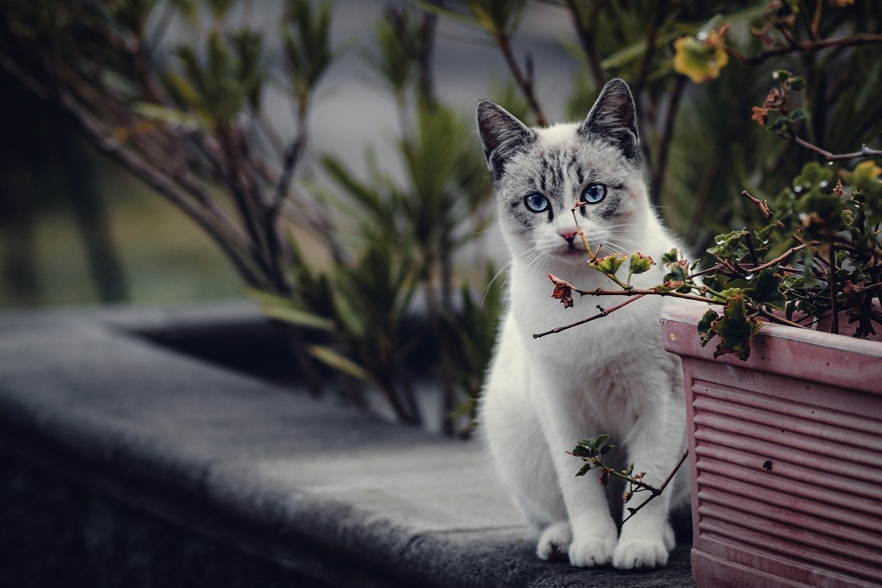 Cat photography