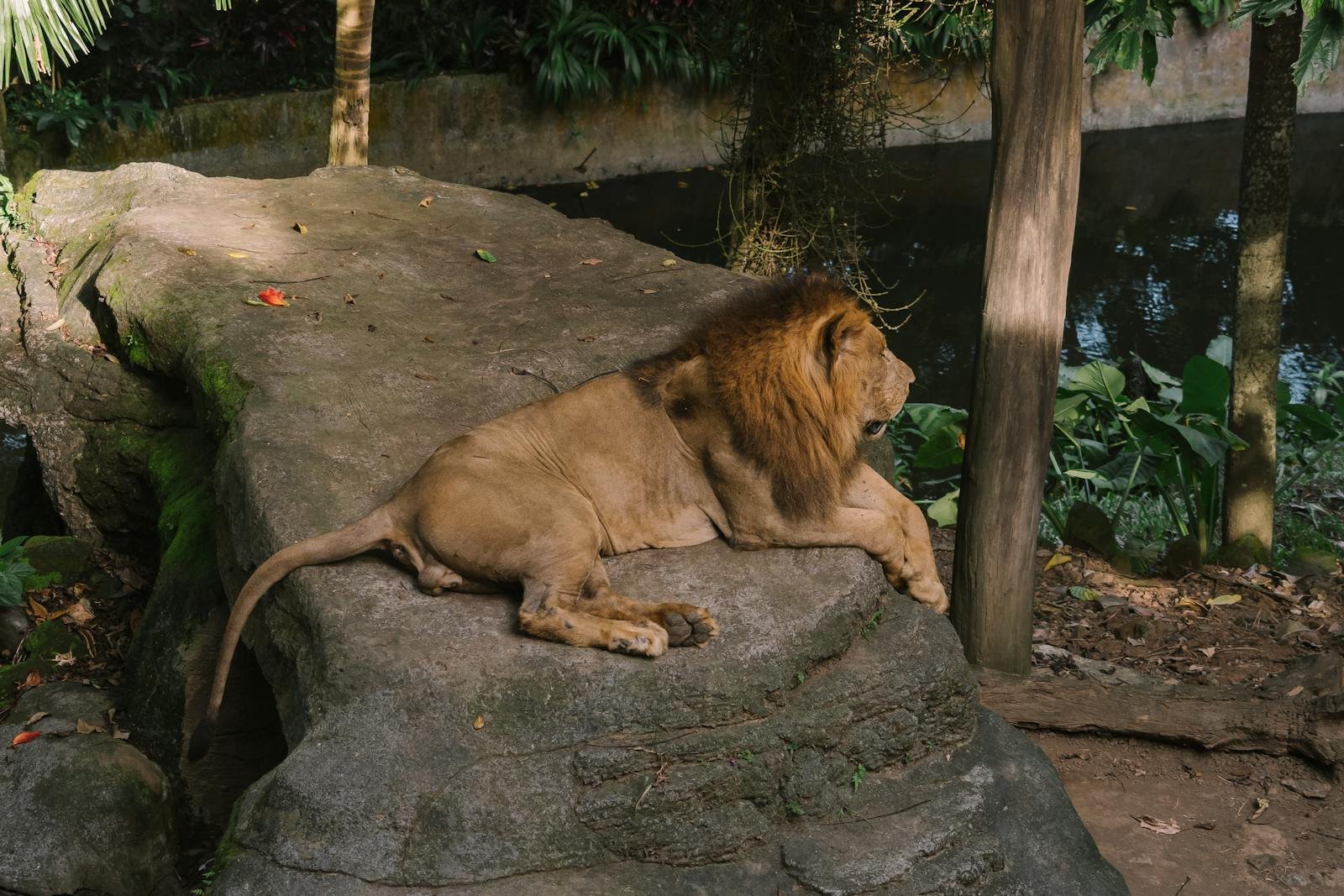 Photo by Mikhail Nilov A majestic lion king lying on a rock in a peaceful zoo environment.