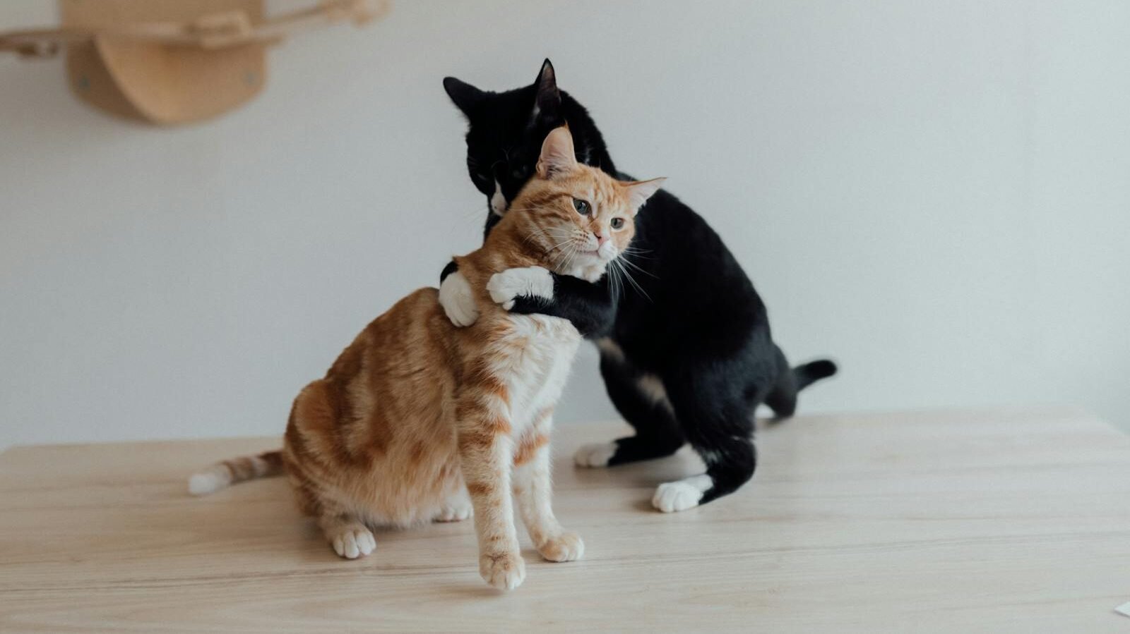 A black cat affectionately wrapping its paw around an orange tabby cat on a wooden surface, creating a heartwarming display of feline companionship.