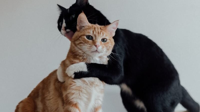 An orange-and-white cat sits calmly while a black-and-white cat hugs it from behind in a playful gesture, both on a wooden floor with a neutral background