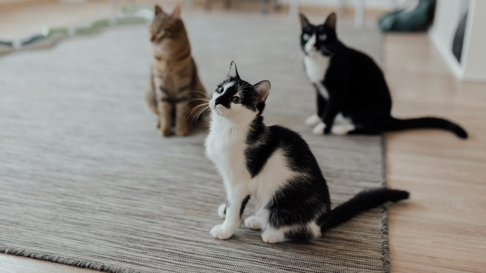 Three cats of different coat patterns—a black-and-white cat, a brown tabby, and a solid black cat—sitting on a carpeted floor in a bright indoor space.