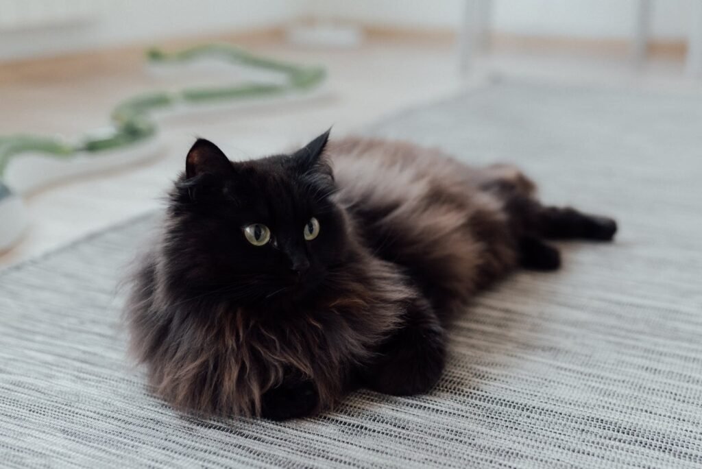persian cat