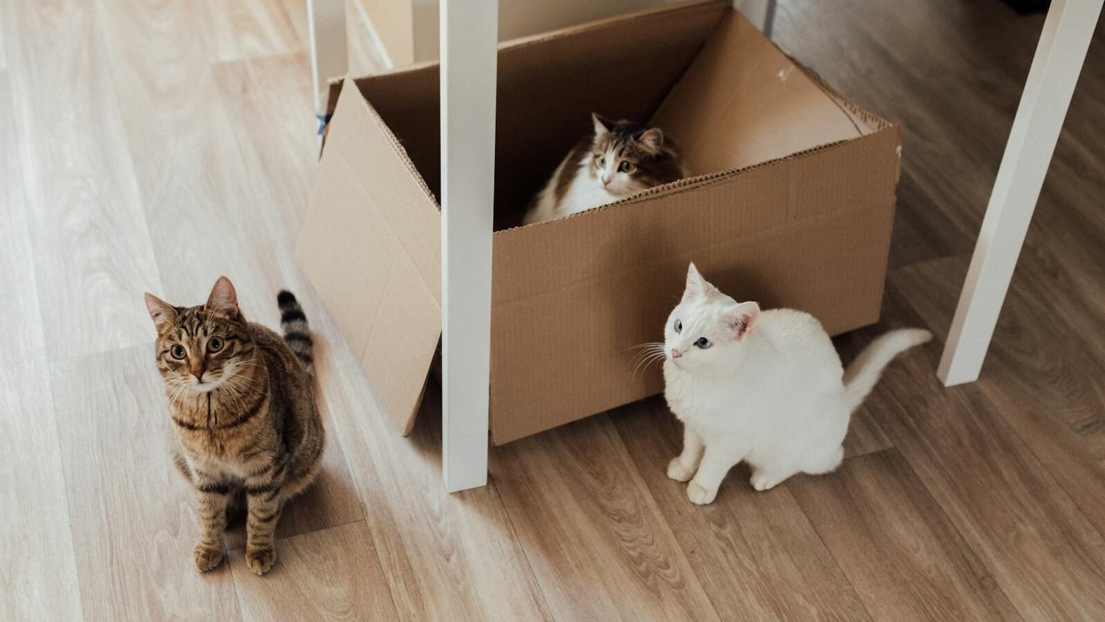 Three cats in a playful setting: a white cat and a tabby cat sitting on a wooden floor next to a cardboard box, while a third cat peeks out from inside the box, under a table