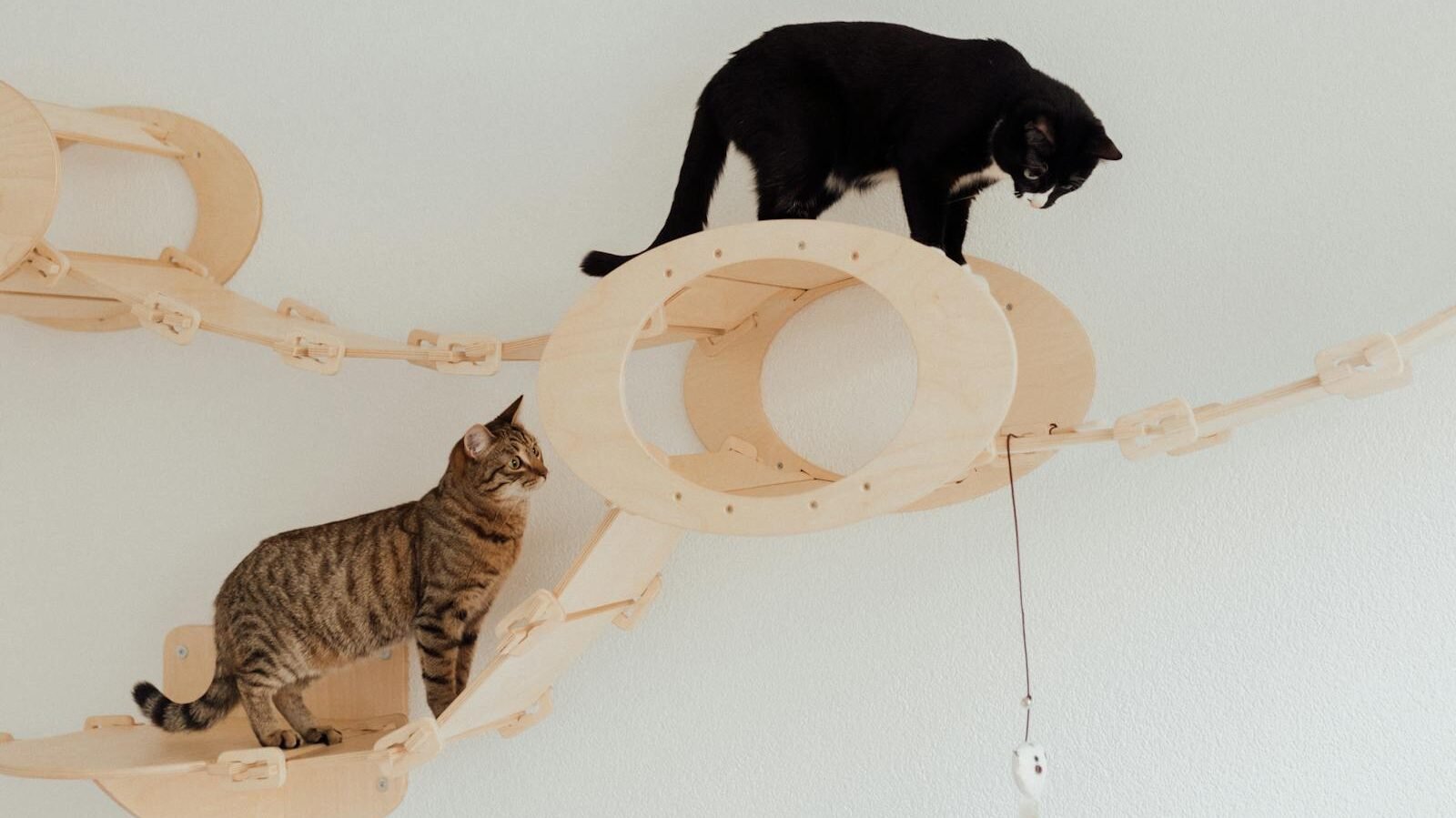 A black cat and a tabby cat exploring a wall-mounted wooden cat playground with circular and bridge-like structures, showcasing their natural curiosity and agility.