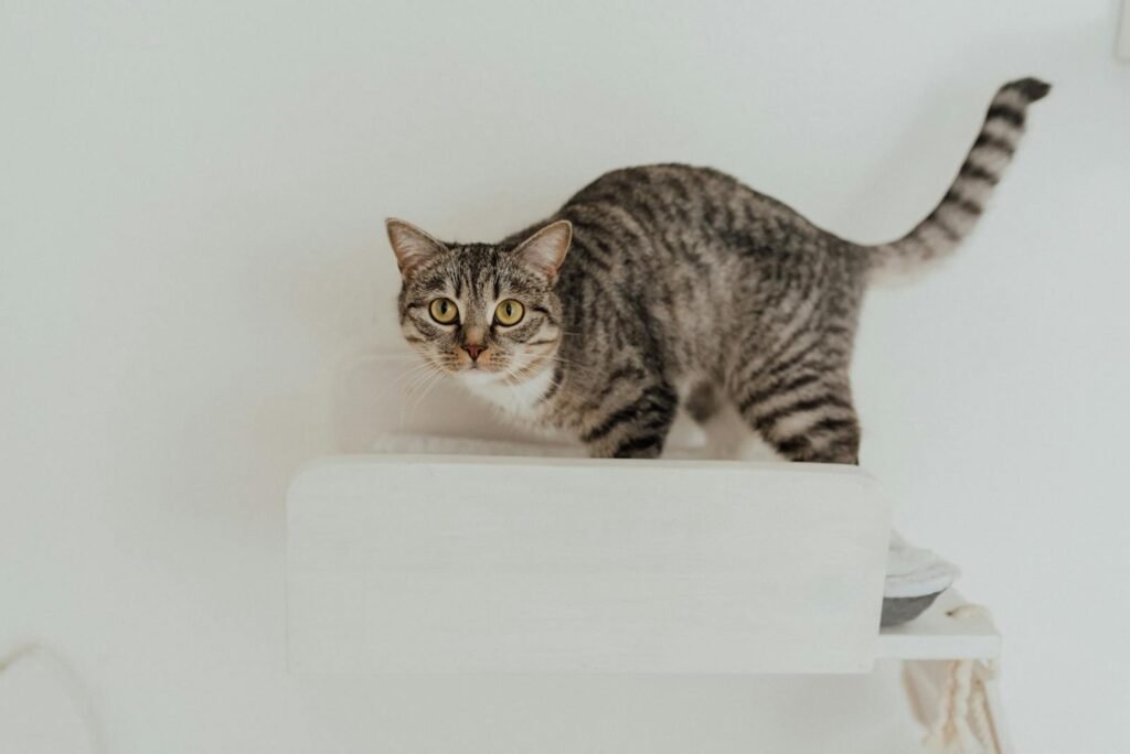 A striped tabby cat standing on a white platform, looking attentively forward with its tail raised. The minimal white background emphasizes the cat's posture and expression, suggesting alertness or curiosity.