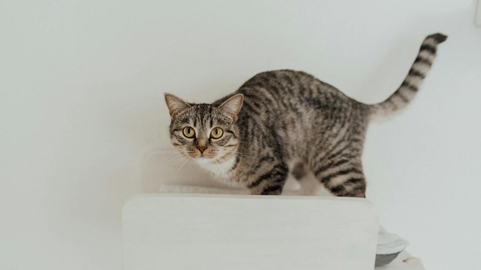 A striped tabby cat standing on a white platform, looking attentively forward with its tail raised. The minimal white background emphasizes the cat's posture and expression, suggesting alertness or curiosity.
