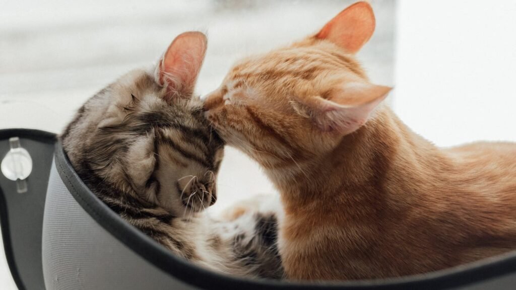 An orange tabby cat and a gray tabby cat cuddled together in a cozy black bed, with the orange cat affectionately grooming the gray cat.