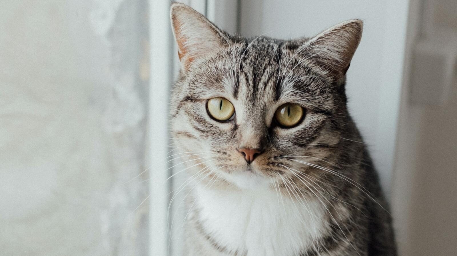An American Shorthair cat with a tabby coat and bright yellow eyes sitting by a window, looking calm and observant